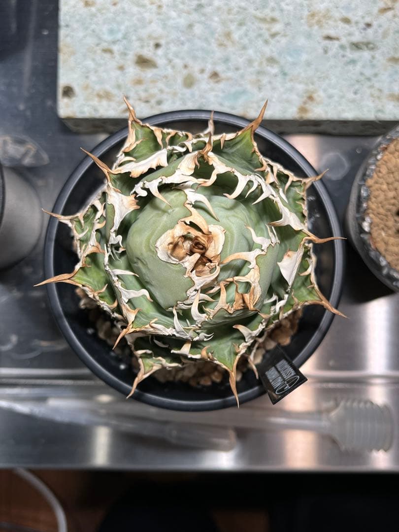【特選】アガベ チタノタ フィリグリー　ボール型作り込み株　コレクション株