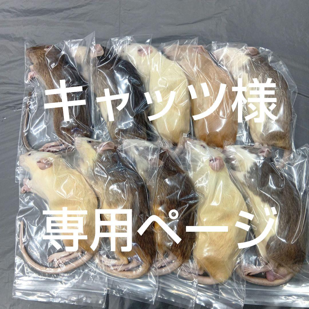 冷凍ラット
